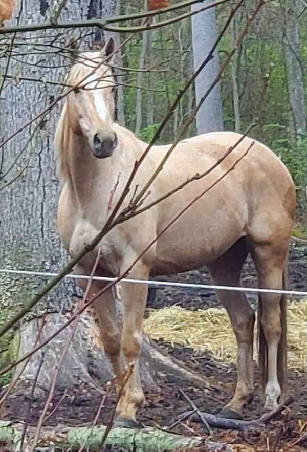 cremello-palomino-thoroughbred-foal