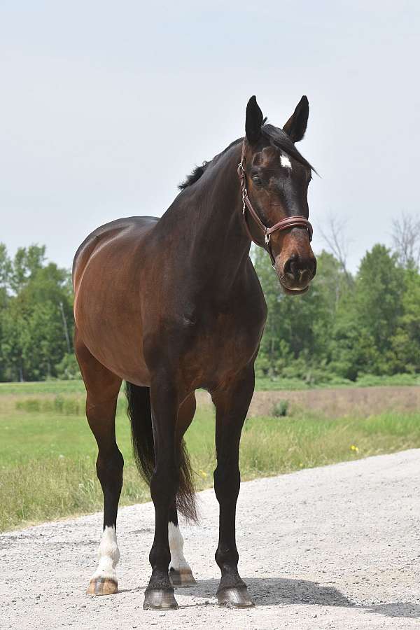projec-gelding