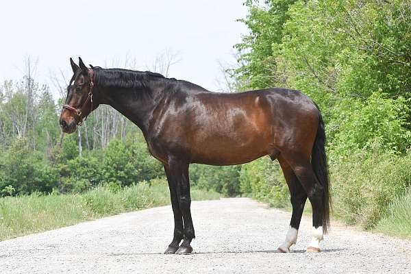 projec-oldenburg-horse