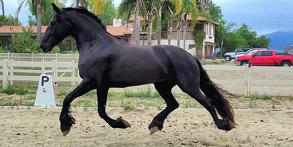 san-diego-friesian-horse