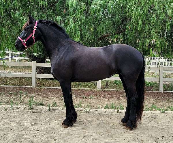 friesian-horse