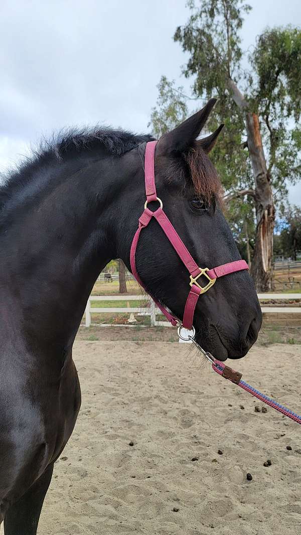 california-friesian-horse