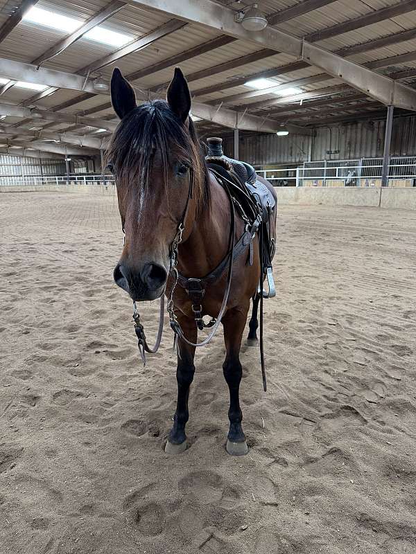 sock-rh-horse