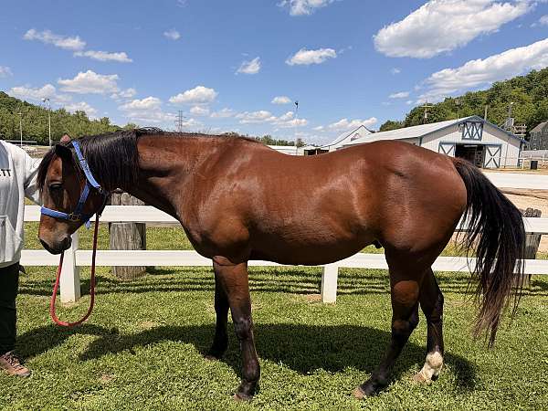 bay-sock-rh-horse
