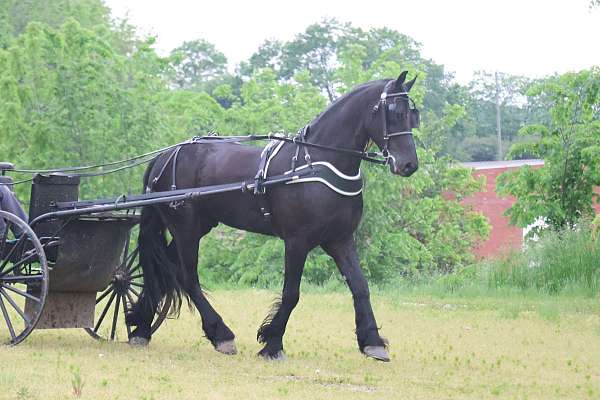 athletic-friesian-horse