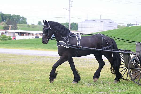 driving-friesian-horse