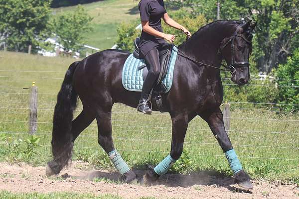 eventing-friesian-horse