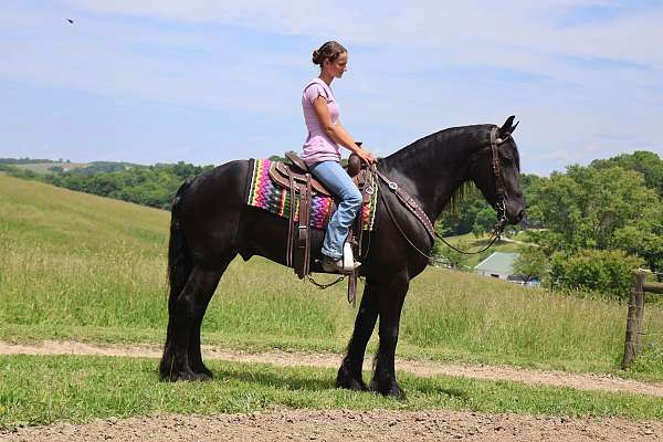 harness-friesian-horse