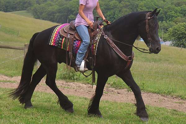 lesson-friesian-horse