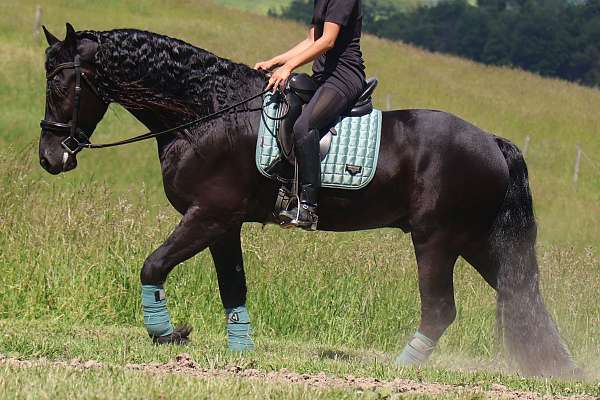 longe-line-friesian-horse