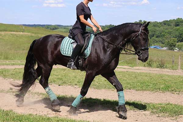 parade-friesian-horse