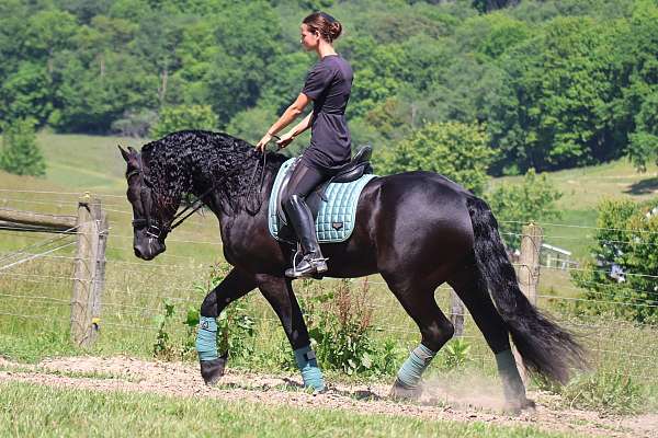 performance-friesian-horse