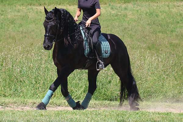 pleasure-driving-friesian-horse