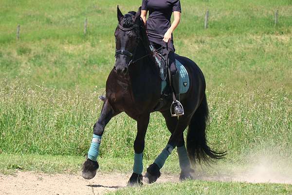 ridden-english-friesian-horse
