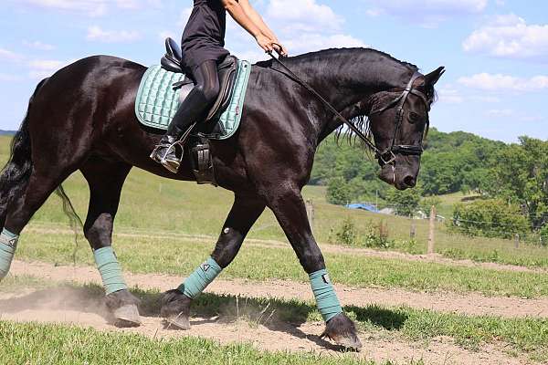 ridden-western-friesian-horse