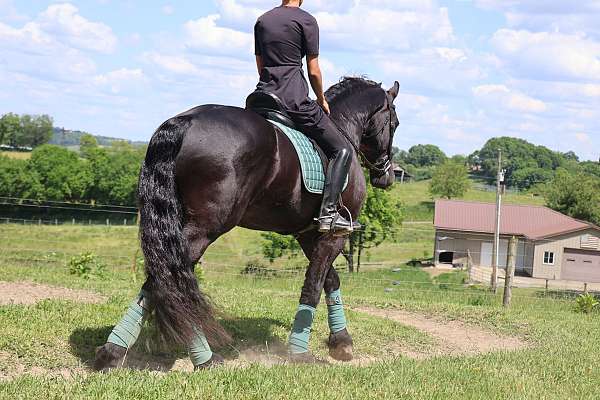sport-friesian-horse