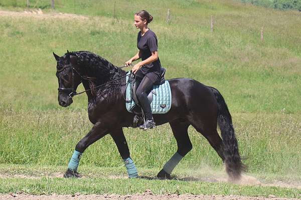 all-around-friesian-horse