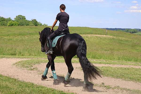 dressage-friesian-horse