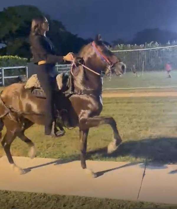 trailriding-paso-fino-horse