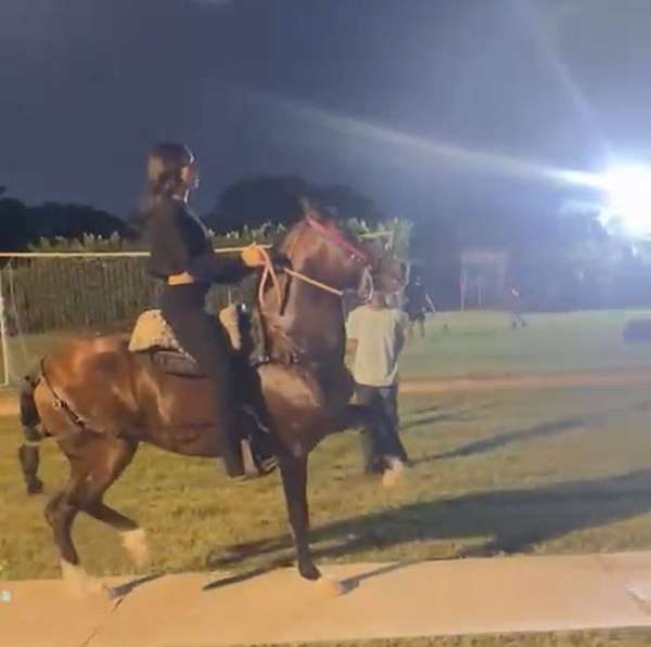 endurance-riding-paso-fino-horse