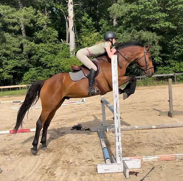 companion-holsteiner-horse