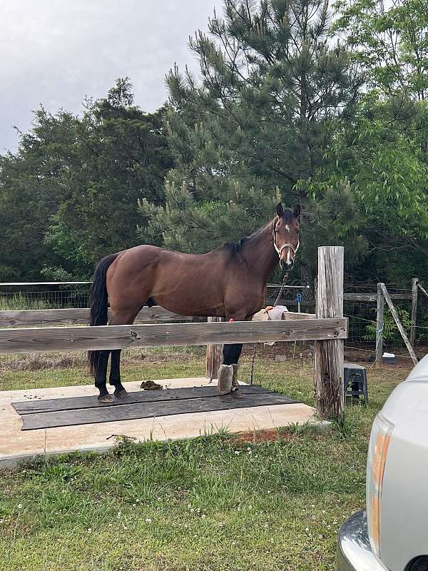dressage-holsteiner-horse