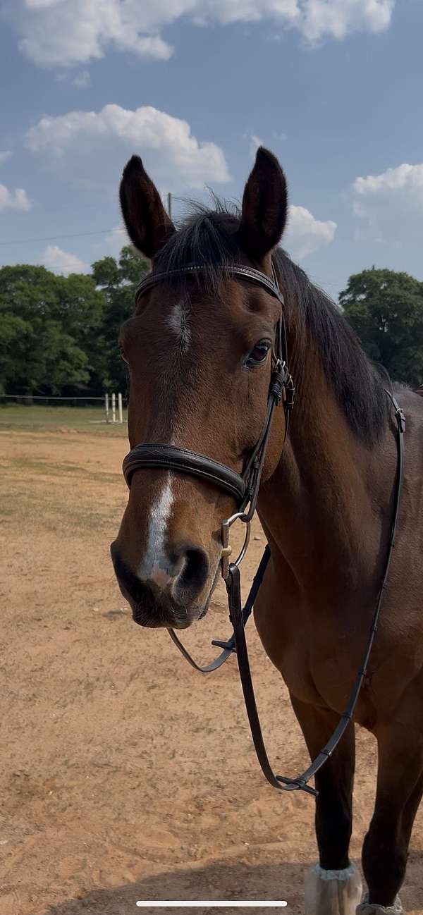 eventing-holsteiner-horse