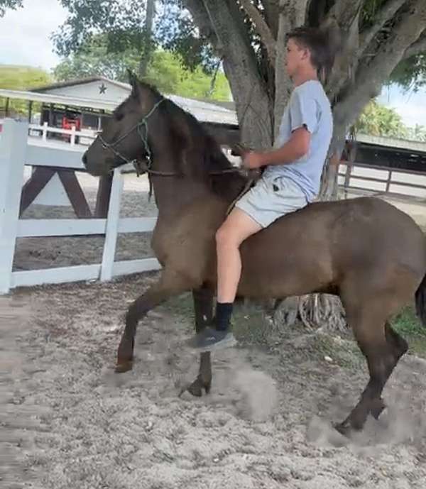all-around-paso-fino-horse
