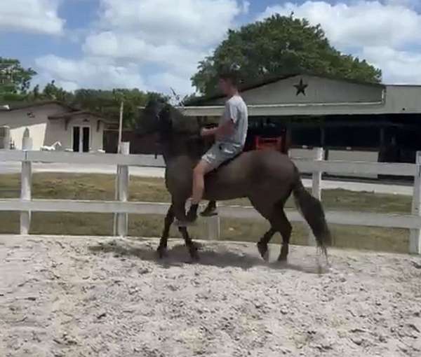 beginner-paso-fino-horse