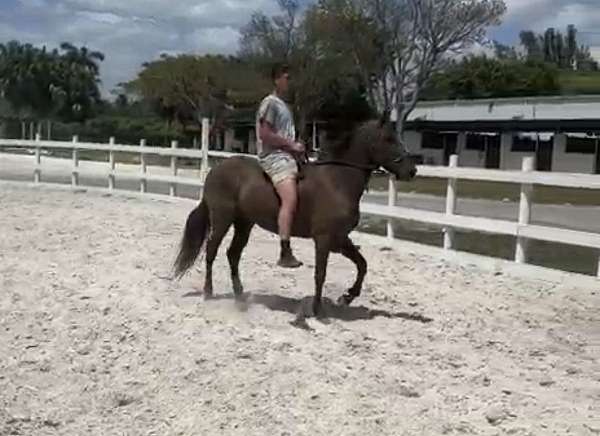 companion-paso-fino-horse
