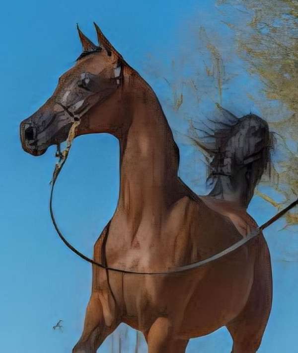 halter-performance-mare-yearling