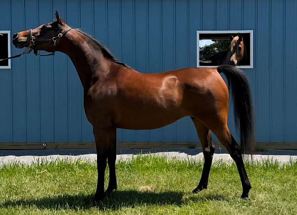arabian-mare-yearling