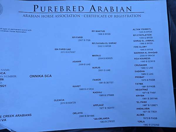 arabian-mare