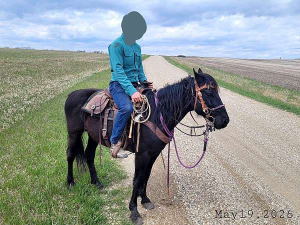 13-hand-mustang-gelding
