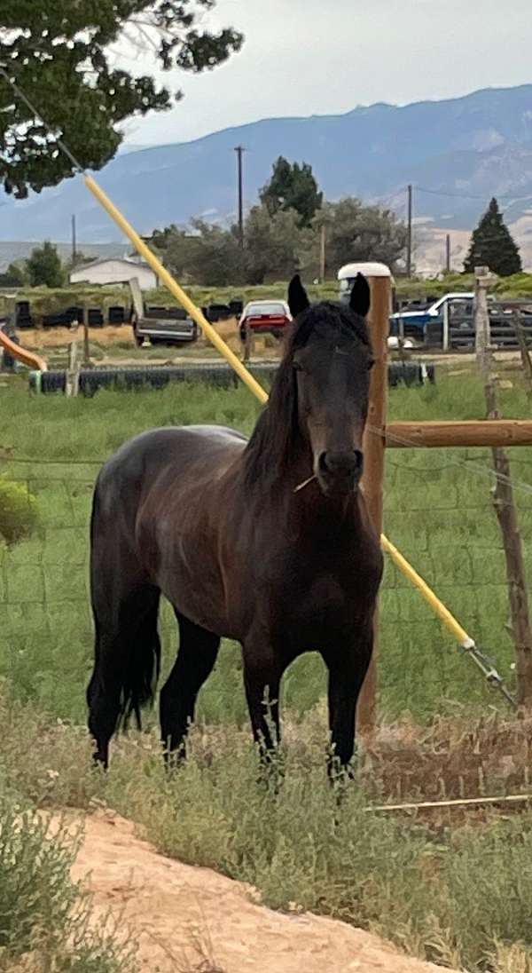 brown-mustang-for-sale