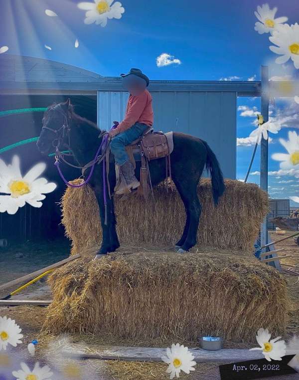 brown-mustang-gelding