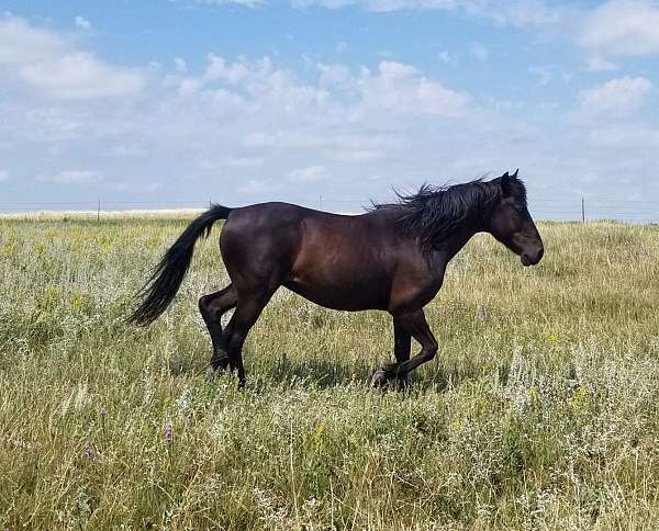 13-hand-brown-horse