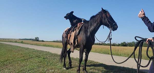 13-hand-gelding