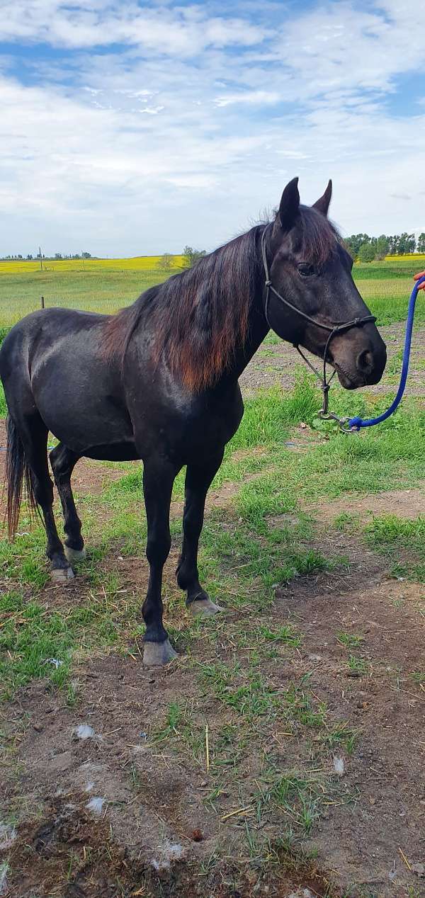 13-hand-mustang-horse