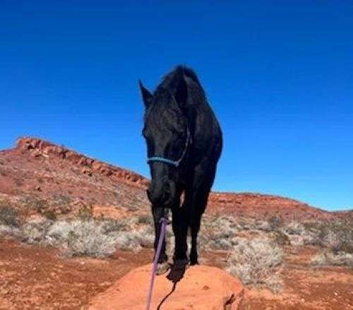 brown-gelding-for-sale