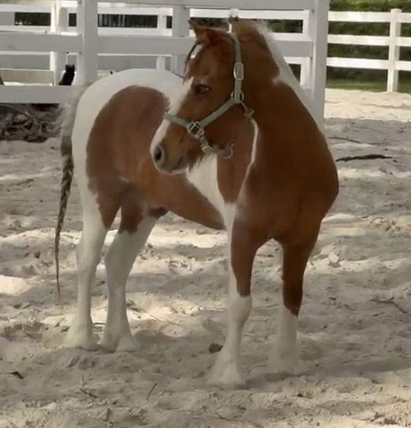 pinto-all-around-kid-safe-pony