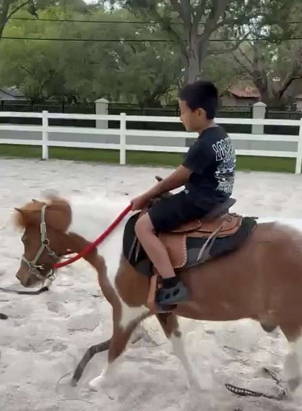 all-around-kid-safe-pony