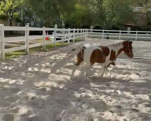 pinto-pony-gelding