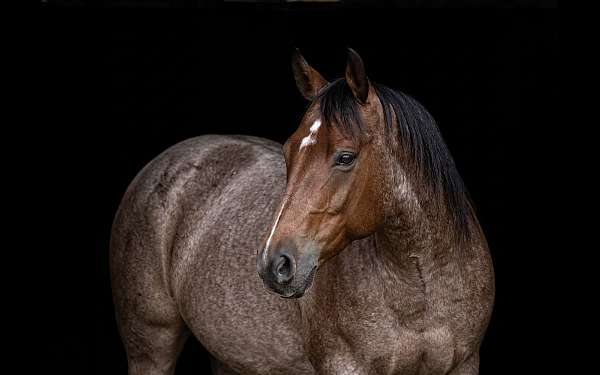 all-around-quarter-horse
