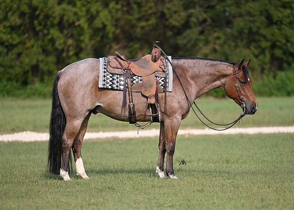 athletic-quarter-horse