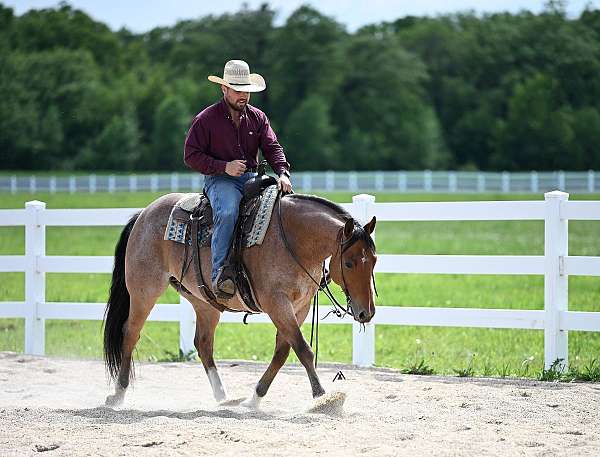 beginner-quarter-horse