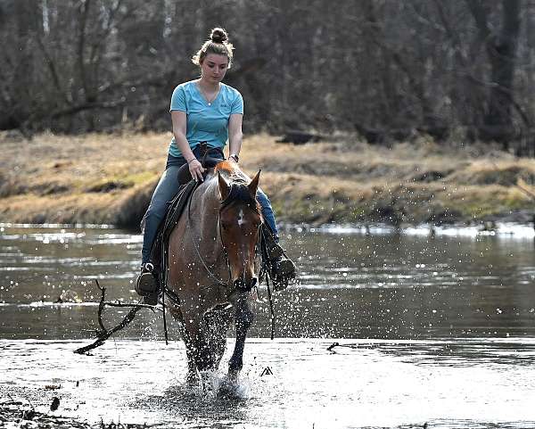 dressage-quarter-horse