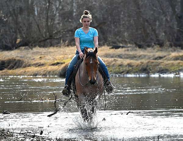 drill-team-quarter-horse