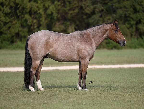 foundation-quarter-horse