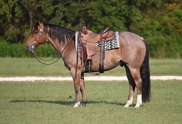 experienced-quarter-horse